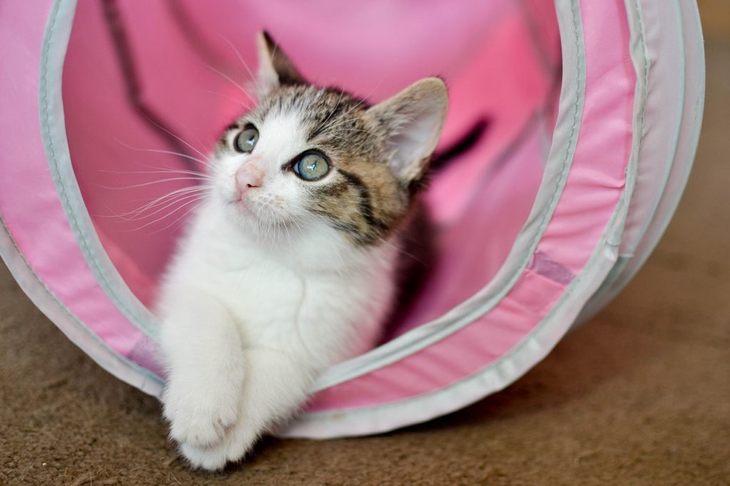 Catsitter Bilbao