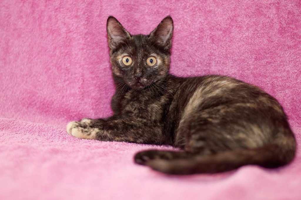 protectora de gatos, asesoramiento en etología felina, comportamiento animal