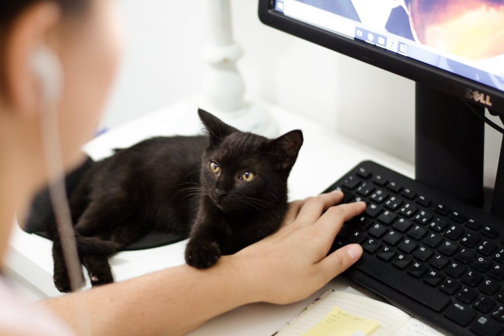asesoría personalizada sobre gatos