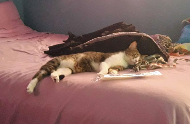 volar con gatos etología felina