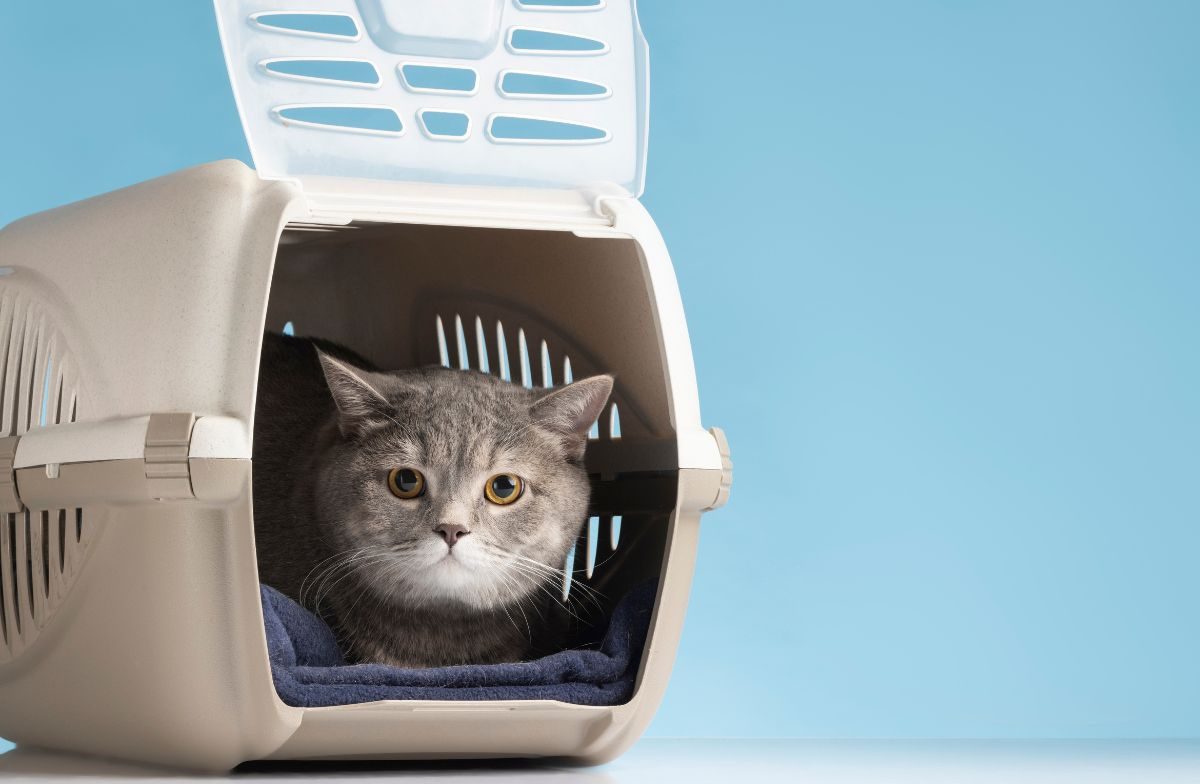 catsitter profesional en bilbao