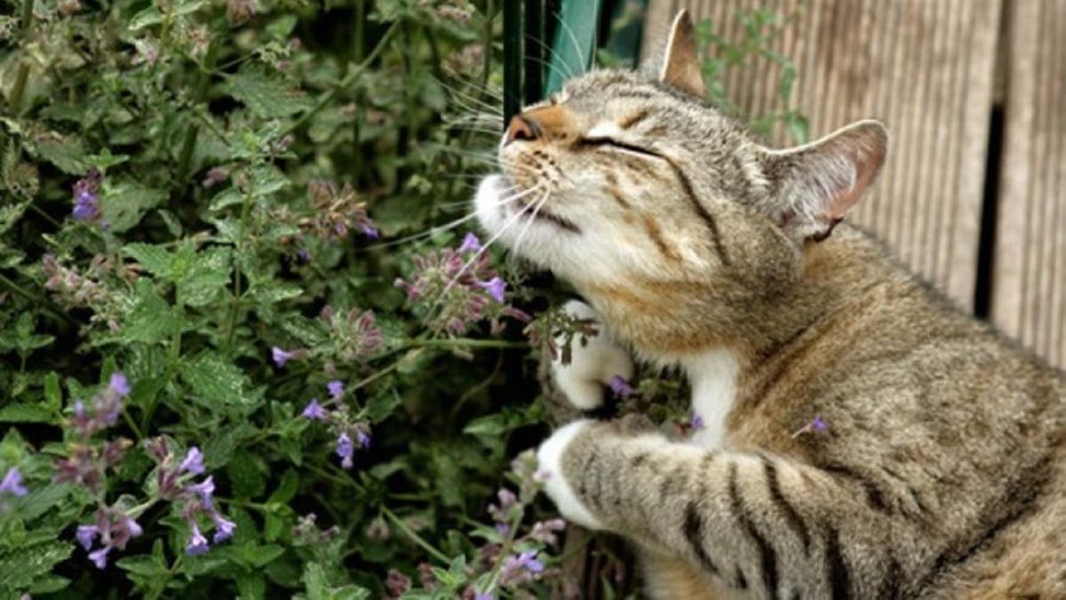 es seguro usar el catnip para gatos