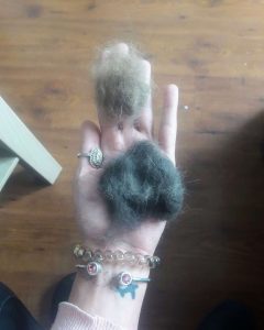 La importancia del cepillado en gatos