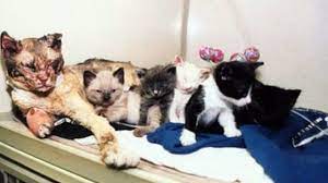 Scarlett después de ser recogida por los bomberos