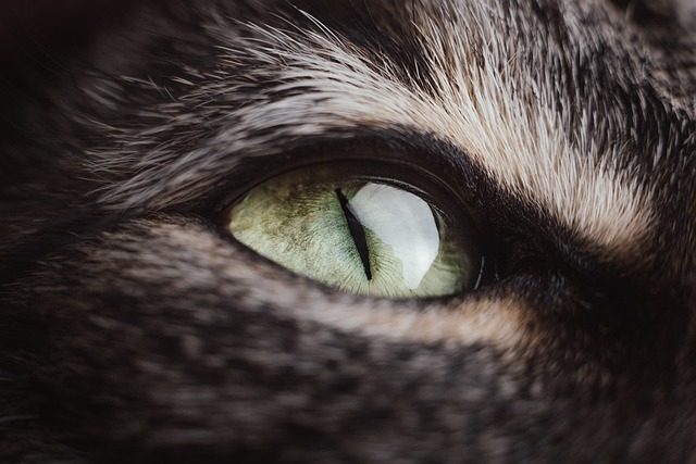 curiosidades sobre los ojos de los gatos
