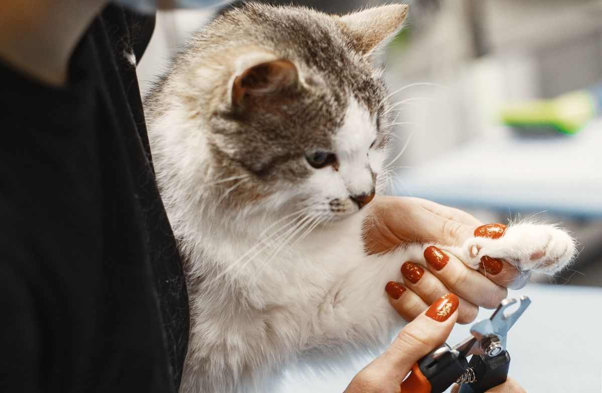 cortar las uñas de los gatos