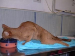 las ventanas oscilobatientes y los gatos, un verdadero peligro