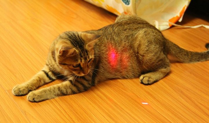 Jugar con laser para gatos