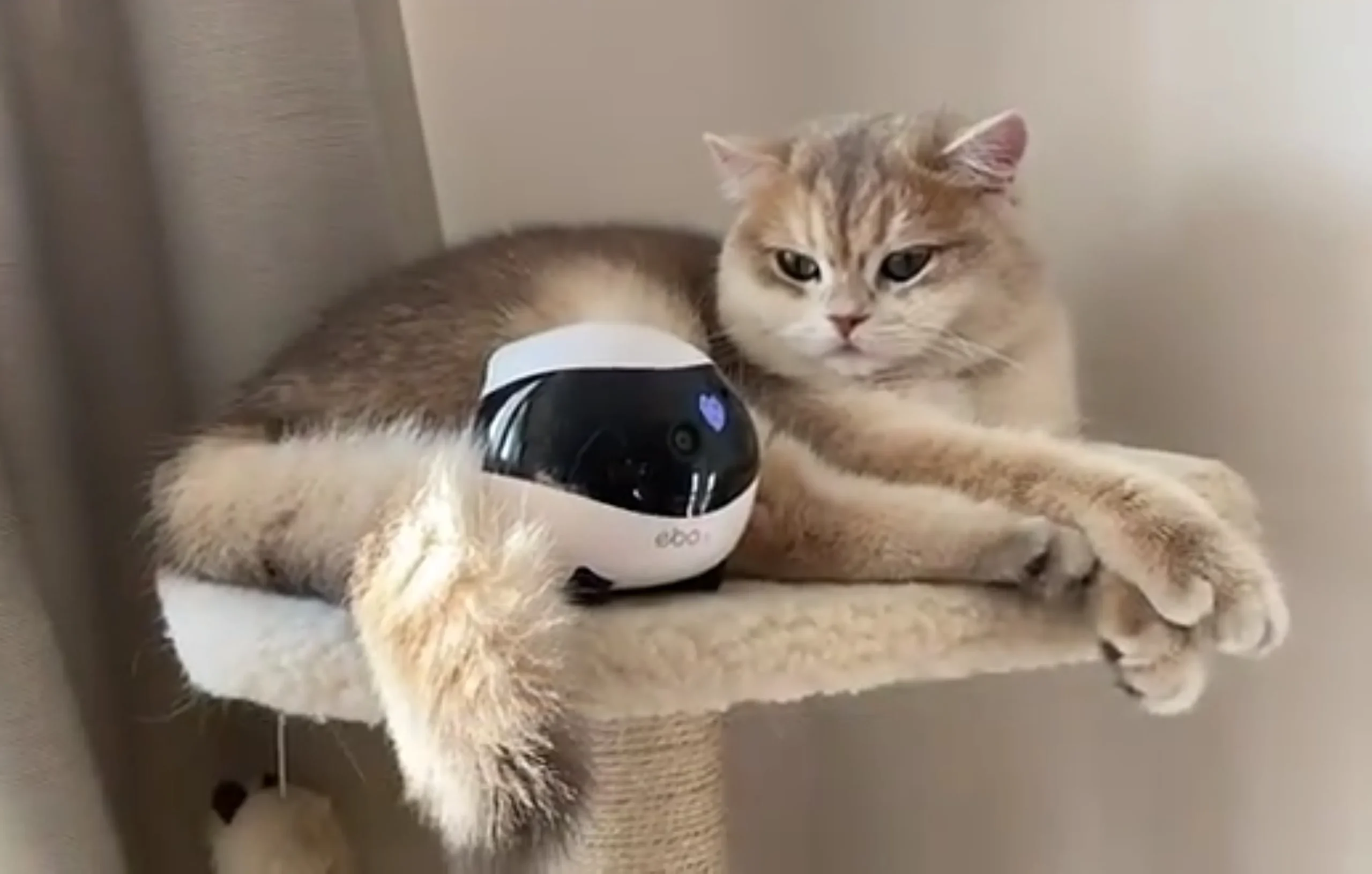 contrata catsitter profesional cámaras de vigilancia para gatos