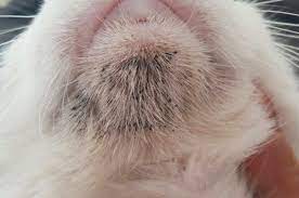 qué es el acné felino y cómo evitarlo