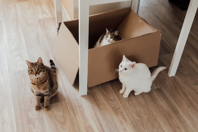 cajas de cartón y gatos, a qué se debe ese amor