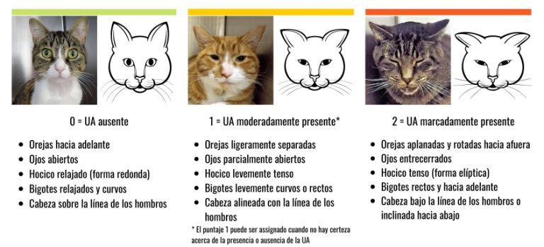 cómo identificar dolor en nuestros gatos