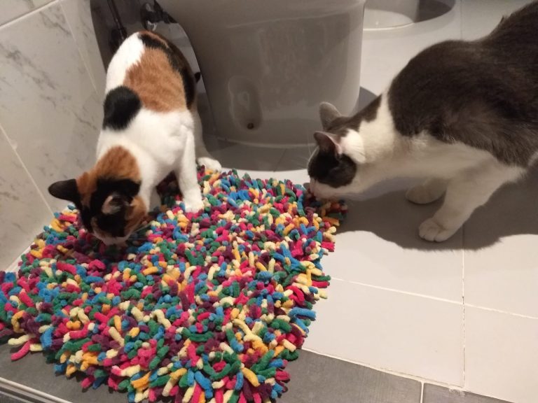 cuidado de gatos a domicilio en bizkaia vizcaya catsitter jardines olfativos