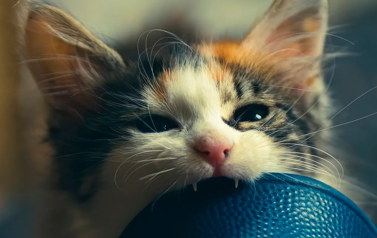 todo lo que sabemos acerca de la pica en gatos