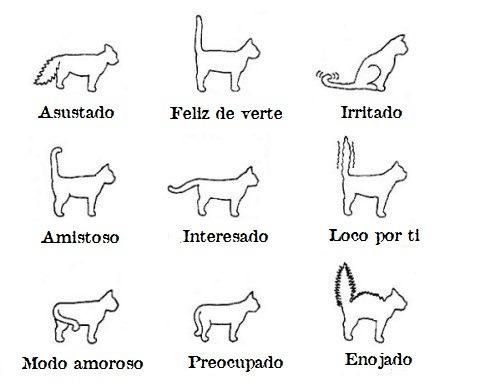 cómo interpretar la postura corporal de un gato para saber por qué ronronea