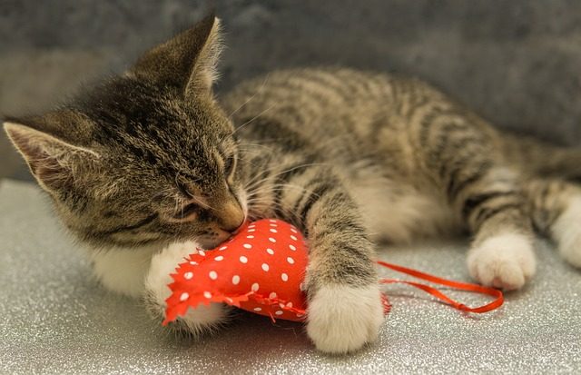 señales de que tu gato te quiere