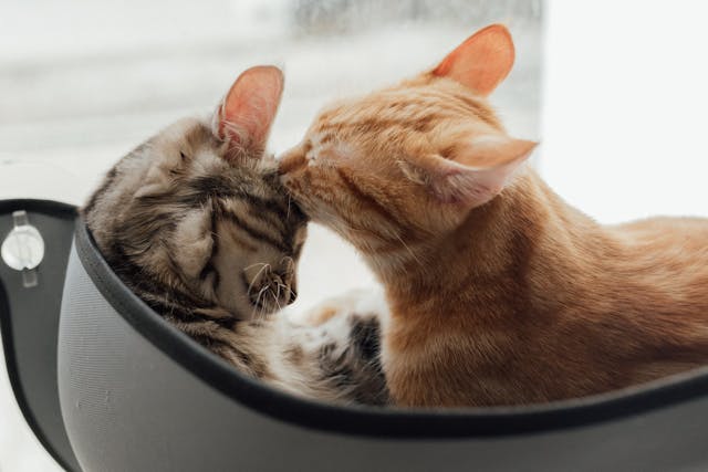 cuidados de enfermería felinaa domicilio en Bilbao