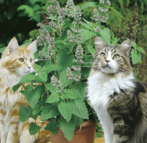 utiliza catnip en los rascadores