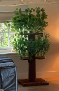 diferentes ubicaciones para el rascador gato