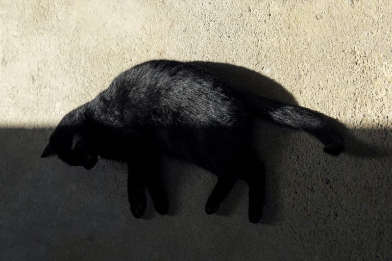 protege a tu michi del calor, cuidados de gatos en verano