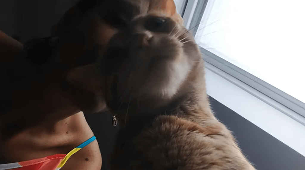 la prevención es la clave programa formativo sobre bienestar felino