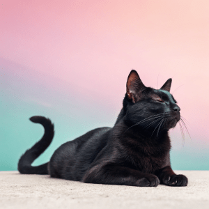 Cuidado de gatos a domicilio en Bilbao