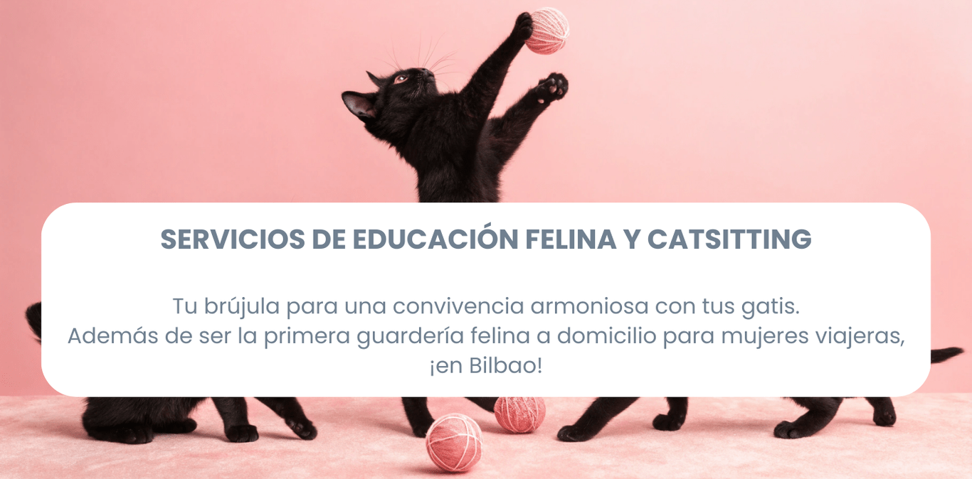 cuidado de gatos a domicilio bilbao catsitter asesoria felina bienestar