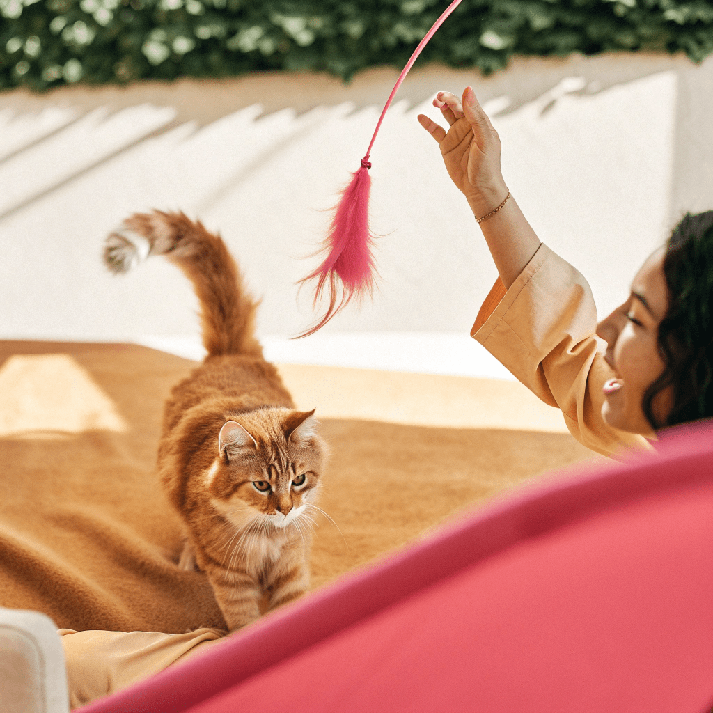 rutinas de juego conscientes para gatos