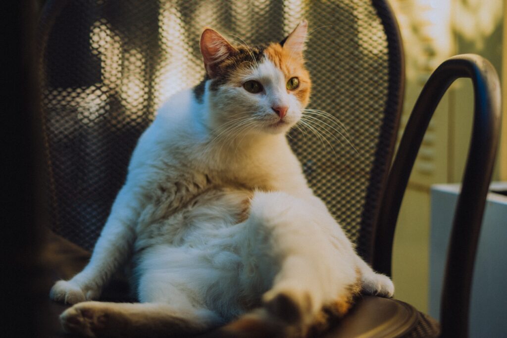 catsitting en bilbao mundo gati, cuidado de gatos a domicilio