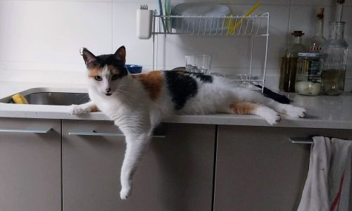 bienestar felino cuidado de gatos a domicilio catsitter bilbao jugar con gatos